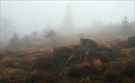 Am Schliffkopf (Nordschwarzwald)