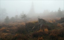 Am Schliffkopf (Nordschwarzwald)