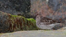 Meerstrandläufer