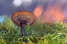 Der alte Pilz mit Sonnenaufgang