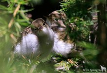 Berglaubsänger