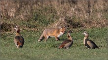 Fuchs mit Nilgänse