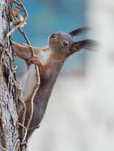 Eichhörnchen