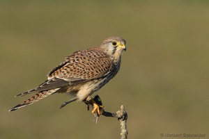 Turmfalke