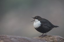 Nordische Wasseramsel