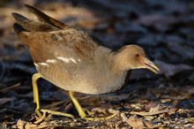 Teichhuhn