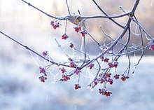 Frostige Pfaffenhütchen