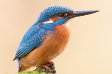 Mehr Eisvogel geht nicht aufs Bild