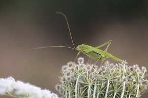 Sich putzende Sichelschrecke