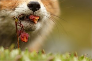 Hilfe, mein Makroblümchen!