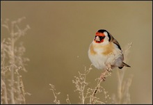 Stieglitz (Carduelis carduelis)