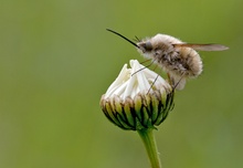 sie fliegen wieder