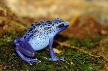 Dendrobates azureus