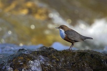 Wasseramsel