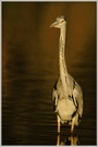Graureiher (Ardea cinerea)