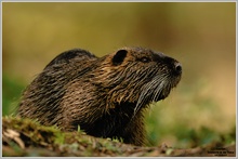 Nutria (Myocastor coypus)