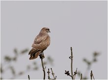 Bussard