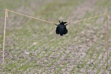 Vogelinsel Texel