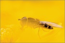 ~ Yellow ~