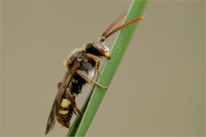 Hymenoptera