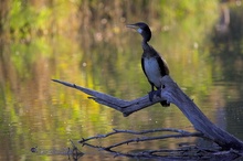 Kormoran am Abend