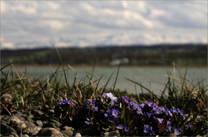 Bodensee-Vergißmeinnicht II