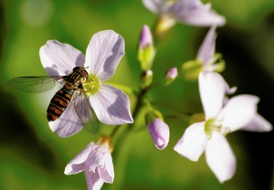 Hainschwebfliege (Episyrphus balteatus)