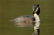 Podiceps Christatus