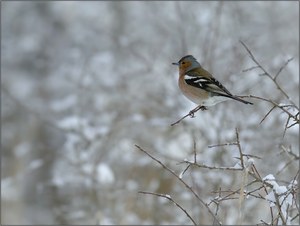 Buchfink im Lebensraum