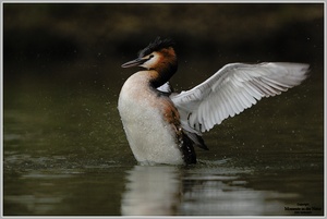 Haubentaucher (Podiceps cristatus)