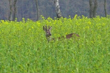 Rehbock im Frühjahr