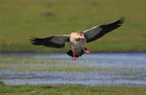 Landende Nilgans