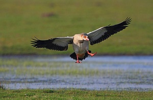 Landende Nilgans