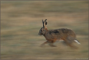 in motion... Feldhase *Lepus europaeus*