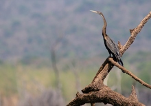 Oriental Darter