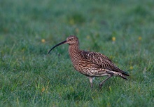 Großer Brachvogel im Tau