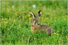 Der Frühling ist schön.....