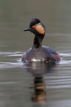 Schwarzhalstaucher (Podiceps nigricollis)