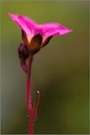 ~ pink ~