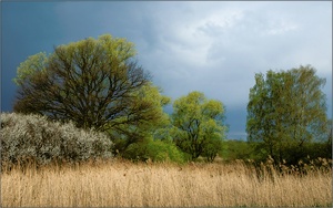 Frühling