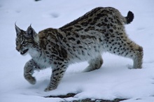 junger Luchs (Lynx lynx) auf der Jagd