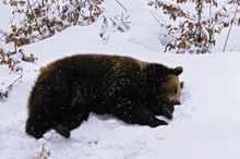 schlafender Braunbär (Ursus arctos)