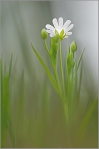 Große Sternmiere (Stellaria holostea)