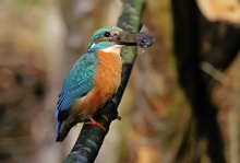 Eisvogel mit Fisch