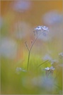 Acker-Vergissmeinnicht (Myosotis arvensis)