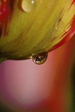 Tulpe im Regen