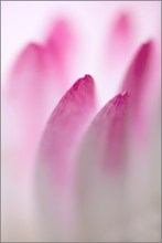Gänseblümchen [Bellis perennis]
