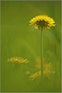 Gewöhnliche Löwenzahn (Taraxacum sect. Ruderalia)