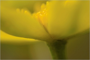 Sumpfdotterblume [Caltha palustris]