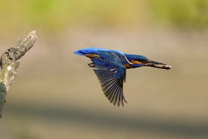 Fliegender Edelstein